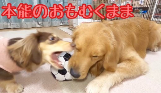 踊るボールに踊らされる大型犬とボールを独り占めしたい小型犬。ゴールデンレトリバーのクッキーとミニチュアダックスフンドの子犬ショコラとの幸せな日常