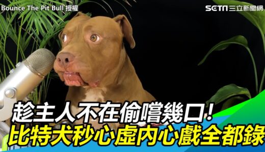 趁主人不在偷嚐幾口！比特犬秒露心虛眼神內心戲全都錄｜@三立新聞網SETN