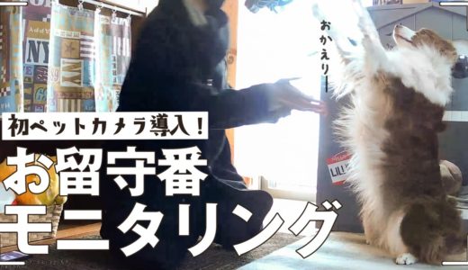 忠犬すぎるボーダーコリーの嬉しい爆発お出迎え！初ペットカメラ導入してお留守番をモニタリング！