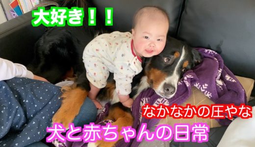 【犬と赤ちゃん】ほっこりな日常を過ごす　バーニーズマウンテンドッグ　 bernese mountain dog