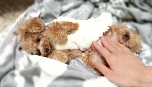 ちょっとだけ恐ろしい犬の正月の過ごし方【トイプードルのコロン】