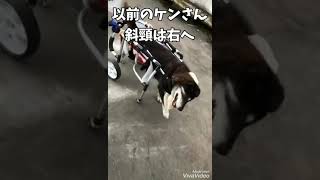 前庭疾患の斜頸が強くなった保護犬ケンさんのその後