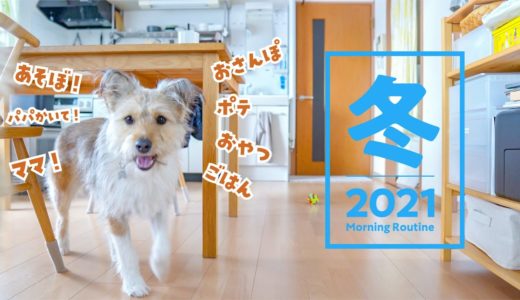 もうすぐうちに来て１年 ！保護犬のモーニングルーティン【2021冬】