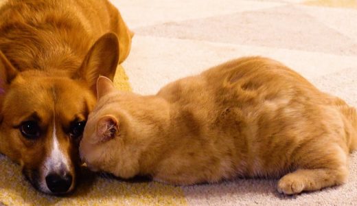 仲良すぎ！距離が近すぎる犬と猫【コーギー】【マンチカン】The dog and cat are good friends.