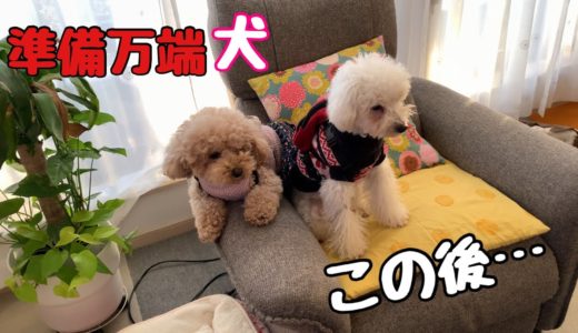 予期せぬ散歩にテンション上がってしまった犬【リュックハーネス】トイプードル/マルプー