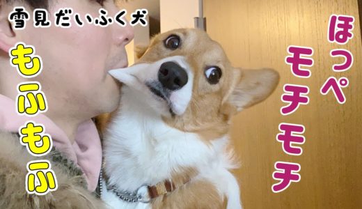 ついにパパに食べられた！モチモチ犬