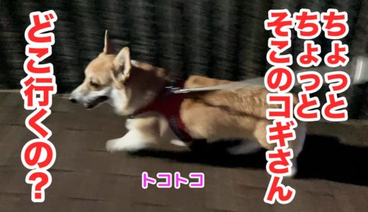 犬の気の済むまで散歩を続けた結果、とんでもない【コーギー】If we continued walking until the dog was satisfied, the result was ・・