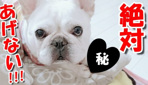 大事なものは寝てても離さない犬ｗｗ【フレンチブルドッグ frenchbulldog 】