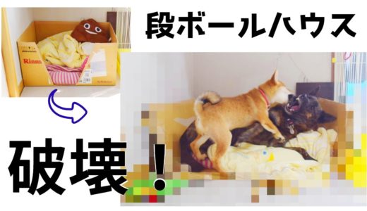 柴犬が段ボールハウスを破壊！甲斐犬ついに怒る！？【甲斐犬・柴犬】