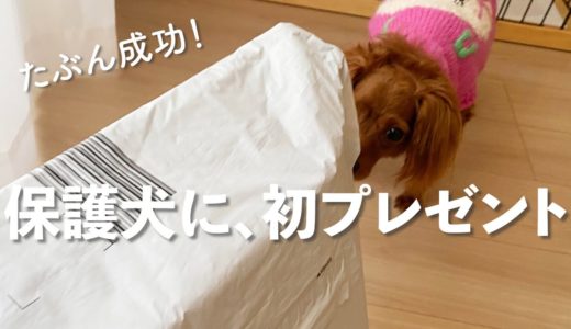 保護犬、初めてのプレゼントに喜んで、こっちまで嬉しい気持ちになった9日目のVlog【Day9】