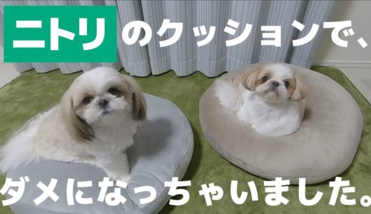 ニトリのもちもちクッションには犬を豹変させる魔力が供わっていることが判明しました【シーズー】