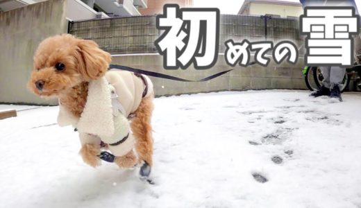 初めて雪遊びをしたらテンション100になった犬【トイプードルのコロン】