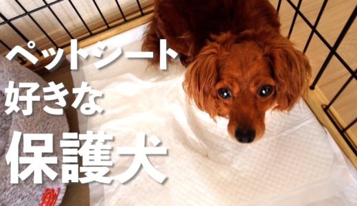 やっぱりトイレシートの上が落ち着く保護犬。14日目のVlog【Day14】