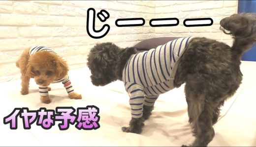 同情される犬が切ない（涙）