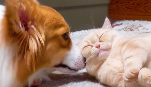 犬に甘える猫が可愛い【コーギー】【マンチカン】The cat wants to play with the dog.