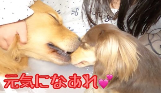 術後でしんどい大型犬をそっと癒す小型犬の優しい姿がこちら。ゴールデンレトリバーのクッキーとミニチュアダックスフンドの子犬ショコラとの幸せな日常