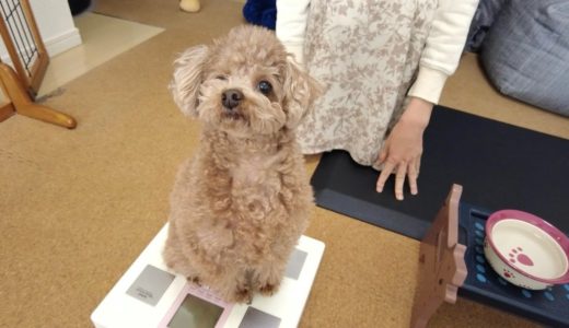 自粛期間中に犬がだいぶぽっちゃり体型になってしまいました…。【トイプードル】