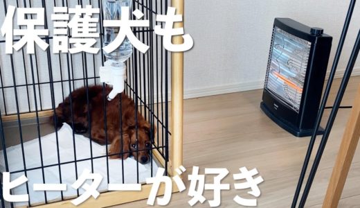 怯えた保護犬が初めての電気ストーブで心まで温まったような保護2日目【Day2】