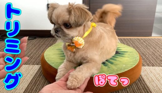 【犬 トリミング】今年最初のまんまるお顔とぽてぽてカット チワワ×シーズー