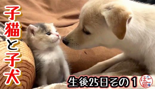 【子犬　保護犬　子猫】子犬と子猫　生後25日その１