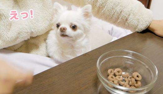 カリカリに似たシリアルを食べるパパにびっくりする犬（笑）