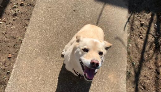 気持ちいい朝　白い犬と猫