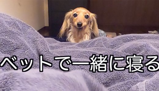 【元保護犬】家族と一緒のベットで眠る寒い夜【カニンヘンダックスえびすの日常】♯５６