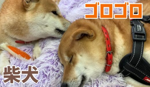 柴犬たちとゴロゴロしたら最高でした‼️ 犬がいる幸せ❤️