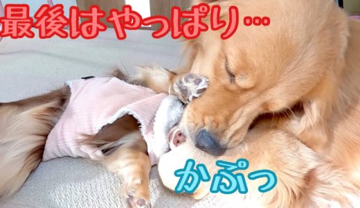 小型犬の連続キックに無言で耐える大型犬。最後はやっぱりこうなった。ゴールデンレトリバーのクッキーとミニチュアダックスフンドの子犬ショコラとの幸せな日常