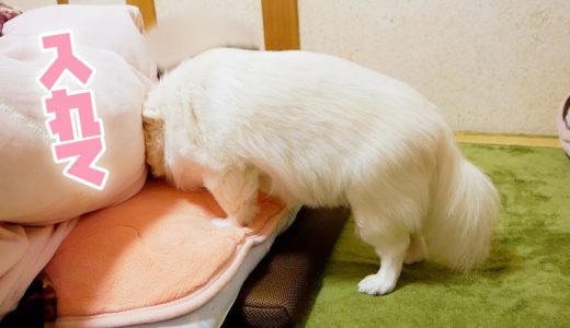 ママの布団に潜り込んで甘える犬ｗ