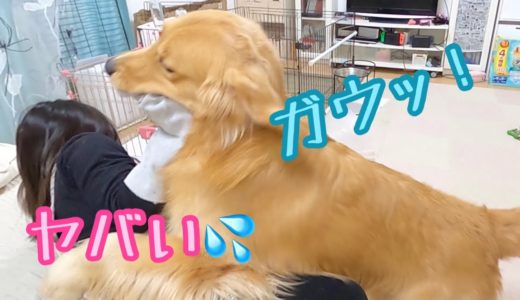 トレーニング中に大型犬に襲われる姉。ゴールデンレトリバーのクッキーとミニチュアダックスフンドの子犬ショコラとの幸せな日常