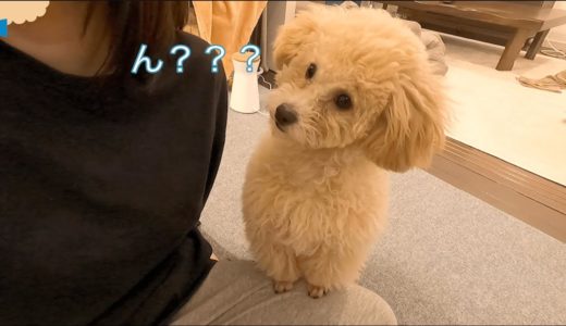 「犬が首をかしげる音」を子犬に聞かせてみたらかわいすぎました【トイプードル】