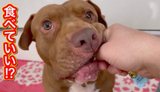 【危険】凶暴そうな犬におやつあげようとしたら、手が食われそうになった⁉︎