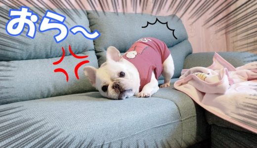 新しいソファを陣取ってキレだす犬【フレンチブルドッグ frenchbulldog】