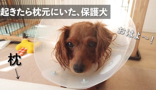 起きたら枕元にいた保護犬。消毒、血液検査報告。【Day24】