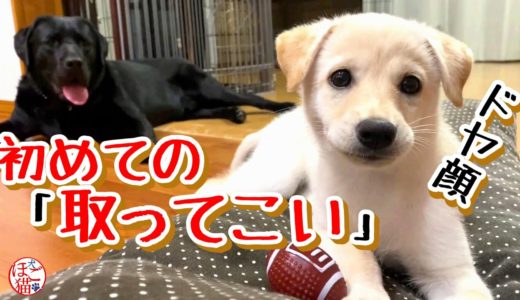 【子犬　保護犬　ラブラドール】白豆、初めての「取ってこい」