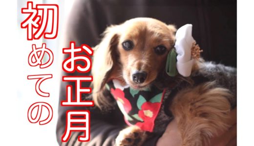 【元保護犬】犬用お節を食べながらのんびり過ごすお正月【カニンヘンダックスえびすに日常】♯５４