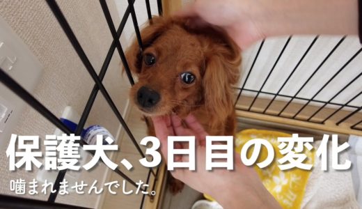 保護犬が来て3日目は、小さな変化が盛り沢山だった。