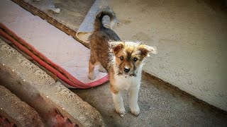 3頭目の犬を飼うことについて