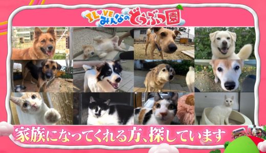 特別企画☆家族募集中の保護犬・保護猫12匹紹介【I LOVE みんなのどうぶつ園公式】※詳しくは「宮古島SAVE THE ANIMALS」にお問合せください。RESCUE DOGS, JAPAN