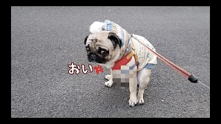 美女二人をはべらせてウキウキ散歩 パグ犬ぷぅPug