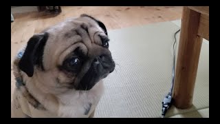 犬を一瞬でその気にさせる魔法の言葉 パグ犬ぷぅPug