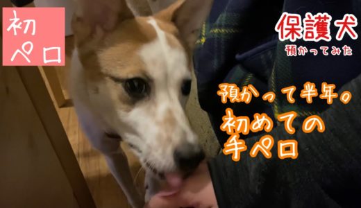 【保護犬預かり】この寒波でも平気なのが秋田犬。