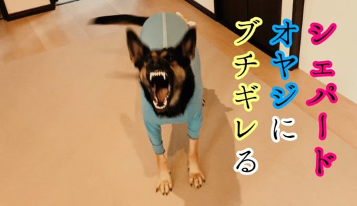 シェパード犬、いらんことするオヤジにブチギレる【German Shepherd】 My Dog Gets Angry At Her Owner Who Was Just Annoying Her