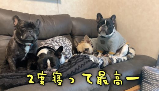 兄犬の横に次から次へと集まる弟犬！まったりソファになりましたｗ