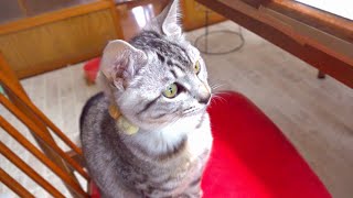 日々犬化が進んでいる子猫。