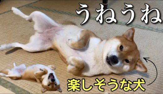 【柴犬】テンションが上がると突然うねうねしだす犬が可愛い