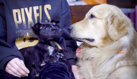 保護子犬のデンが先住犬のトビに少し心が開いた・ゴールデンレトリバーのトビが優しすぎる！「保護子犬12日目」