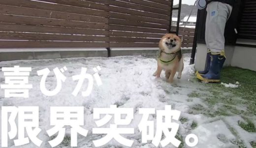 犬生ではじめての雪に感情が大爆発して狂喜乱舞する柴犬。Shibainu rejoices in snow for the first time