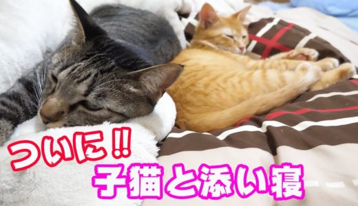 猫と犬と人間の寝正月♡みんなピッタリ